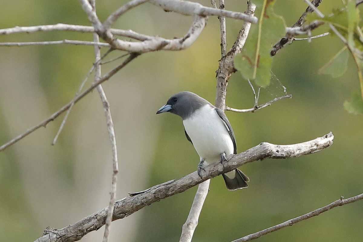 White-breasted Woodswallow - Holger Teichmann