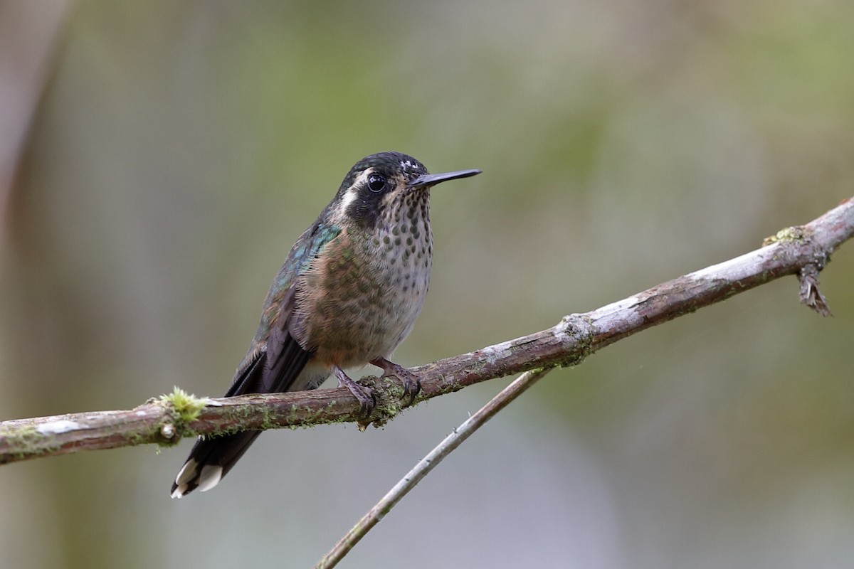 Speckled Hummingbird (melanogenys Group) - ML204251651
