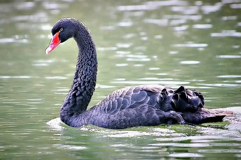 Black Swan - Bojan Bencic