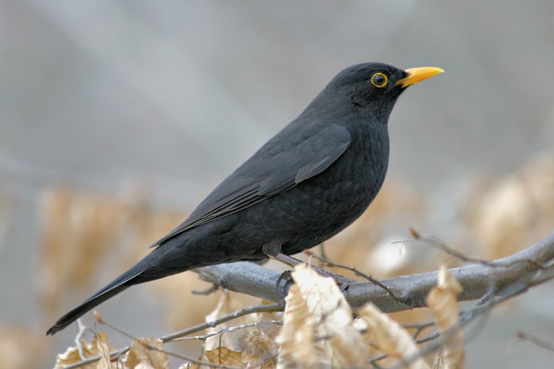 Eurasian Blackbird - Bojan Bencic