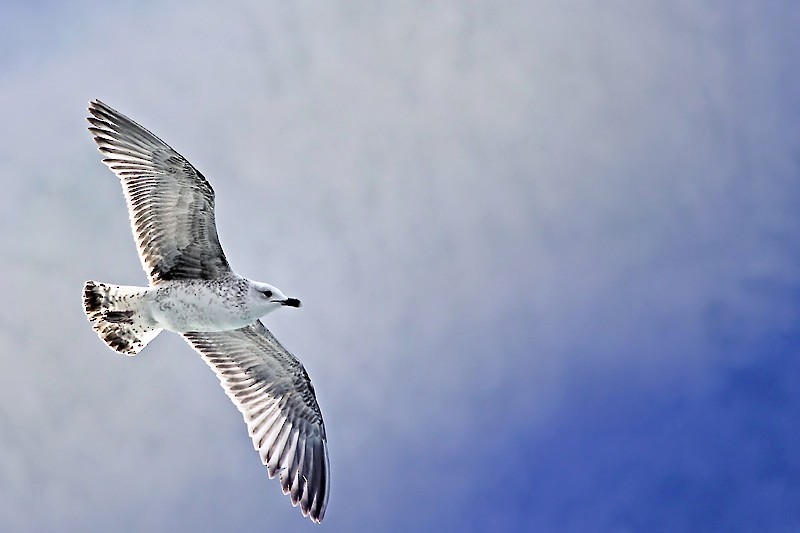 Yellow-legged Gull (michahellis) - Bojan Bencic