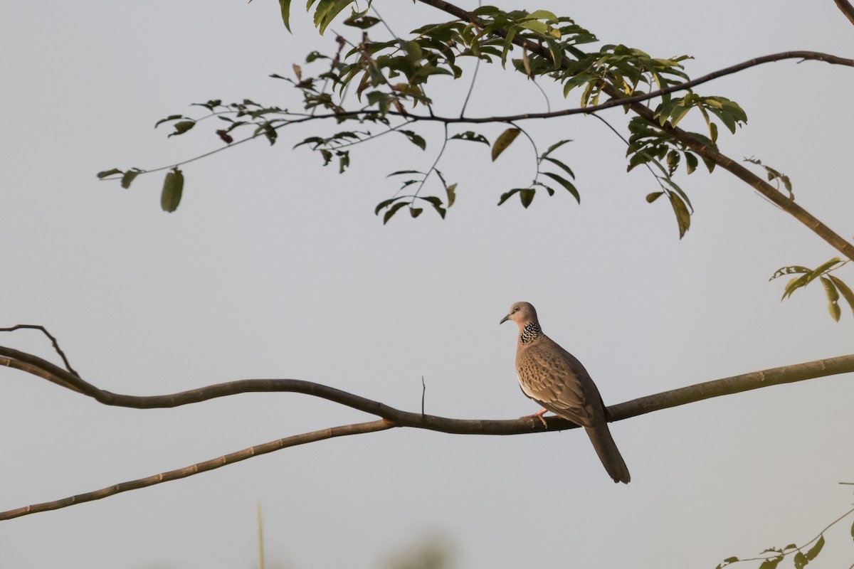 Spotted Dove (Eastern) - Frans Buiter