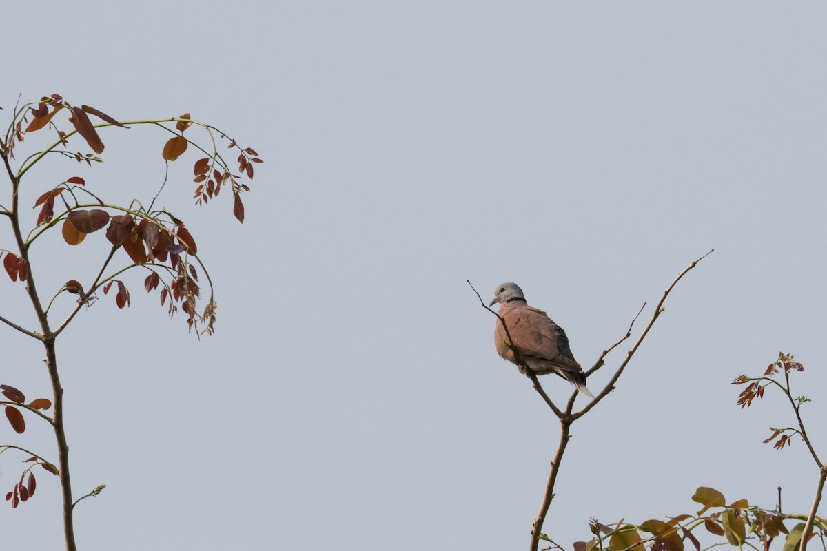 Red Collared-Dove - Frans Buiter