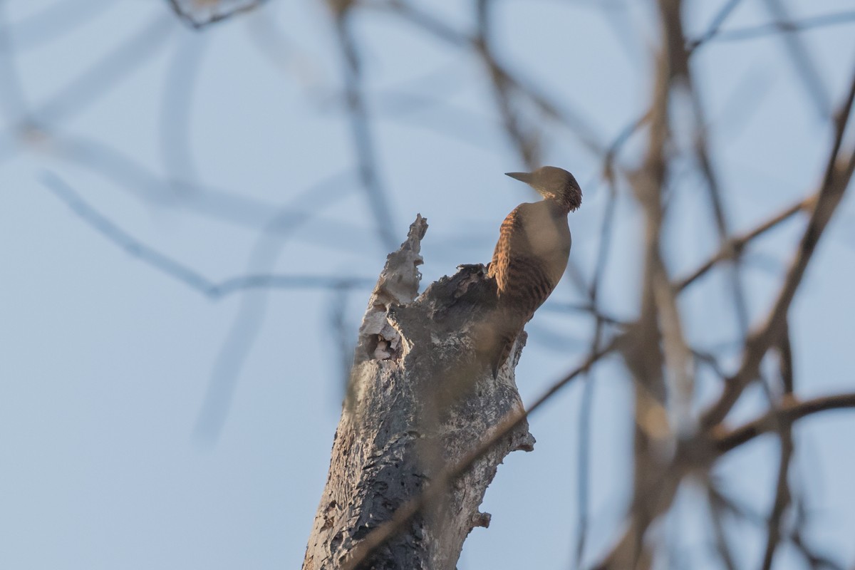 Rufous Woodpecker - ML204252531
