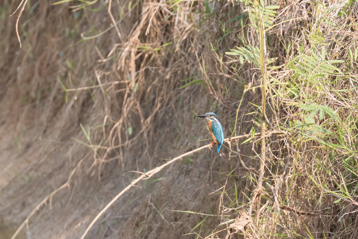 Common Kingfisher - Frans Buiter
