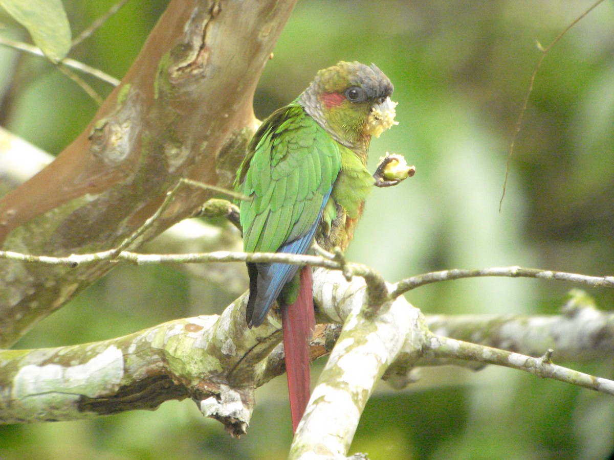 Red-eared Parakeet - Rich Bayldon