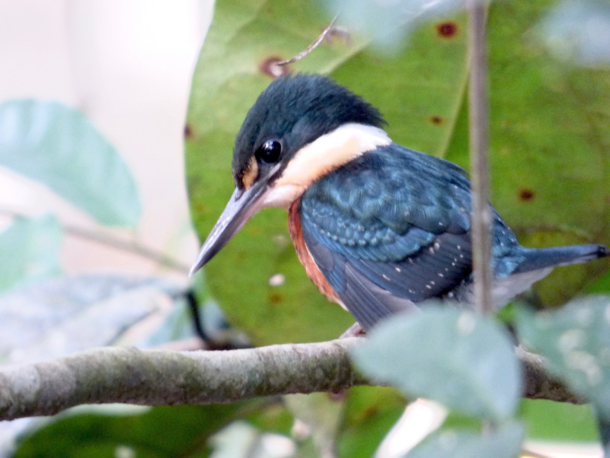 American Pygmy Kingfisher - Rich Bayldon