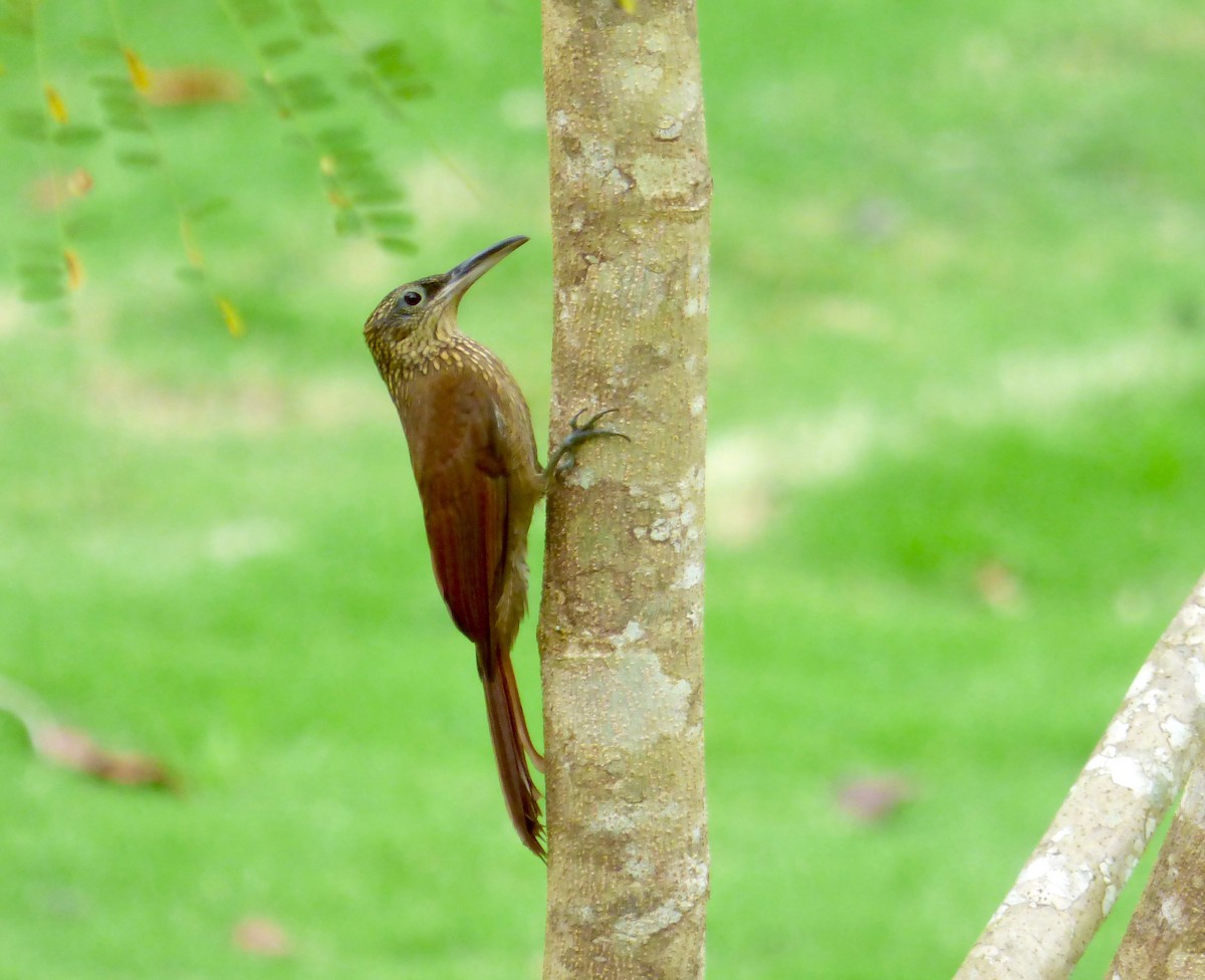 Cocoa Woodcreeper (Lawrence's) - Rich Bayldon