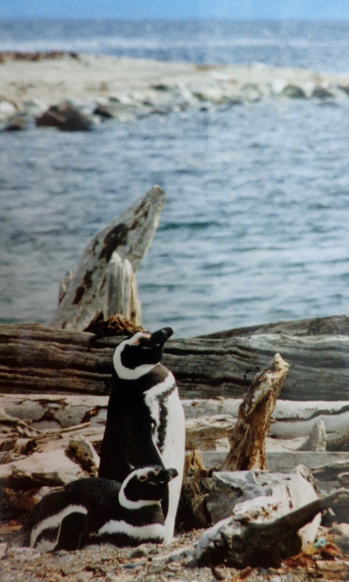 Magellanic Penguin - Rich Bayldon
