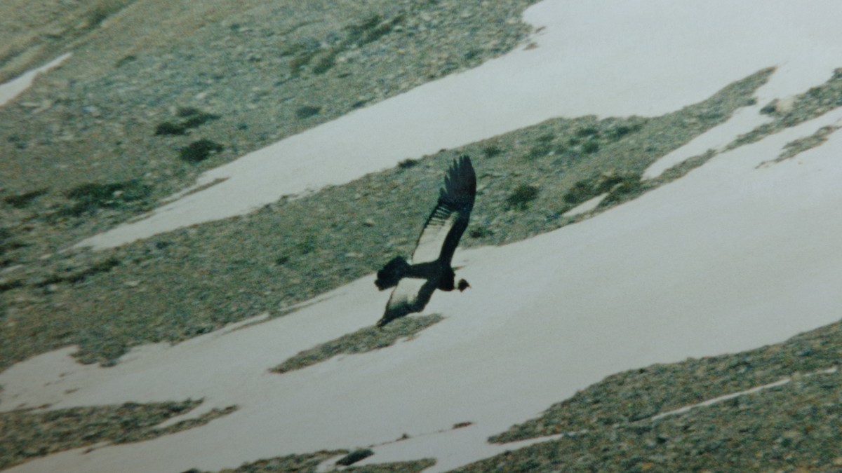 Andean Condor - Rich Bayldon