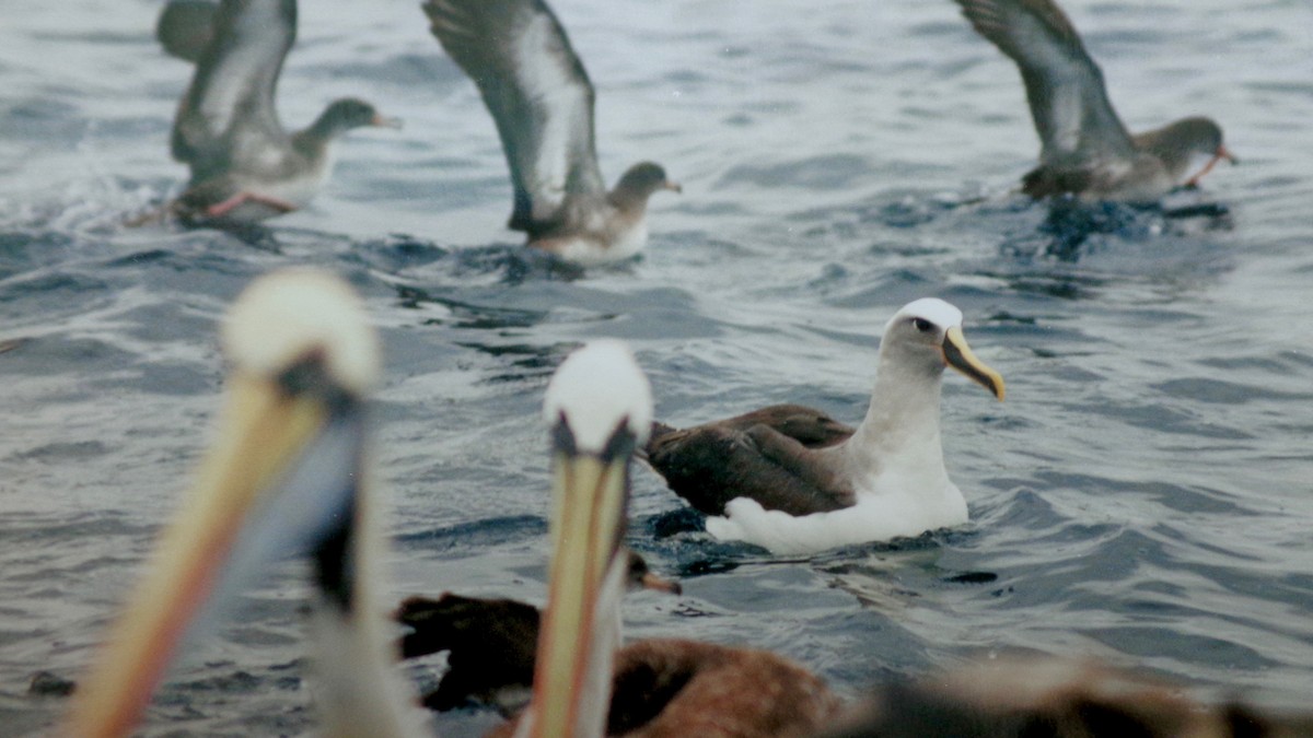 Buller's Albatross - Rich Bayldon
