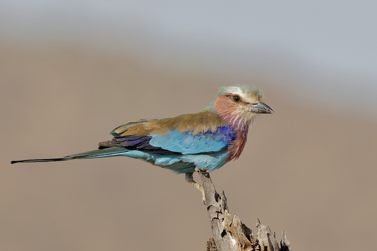 Lilac-breasted Roller - ML204253811