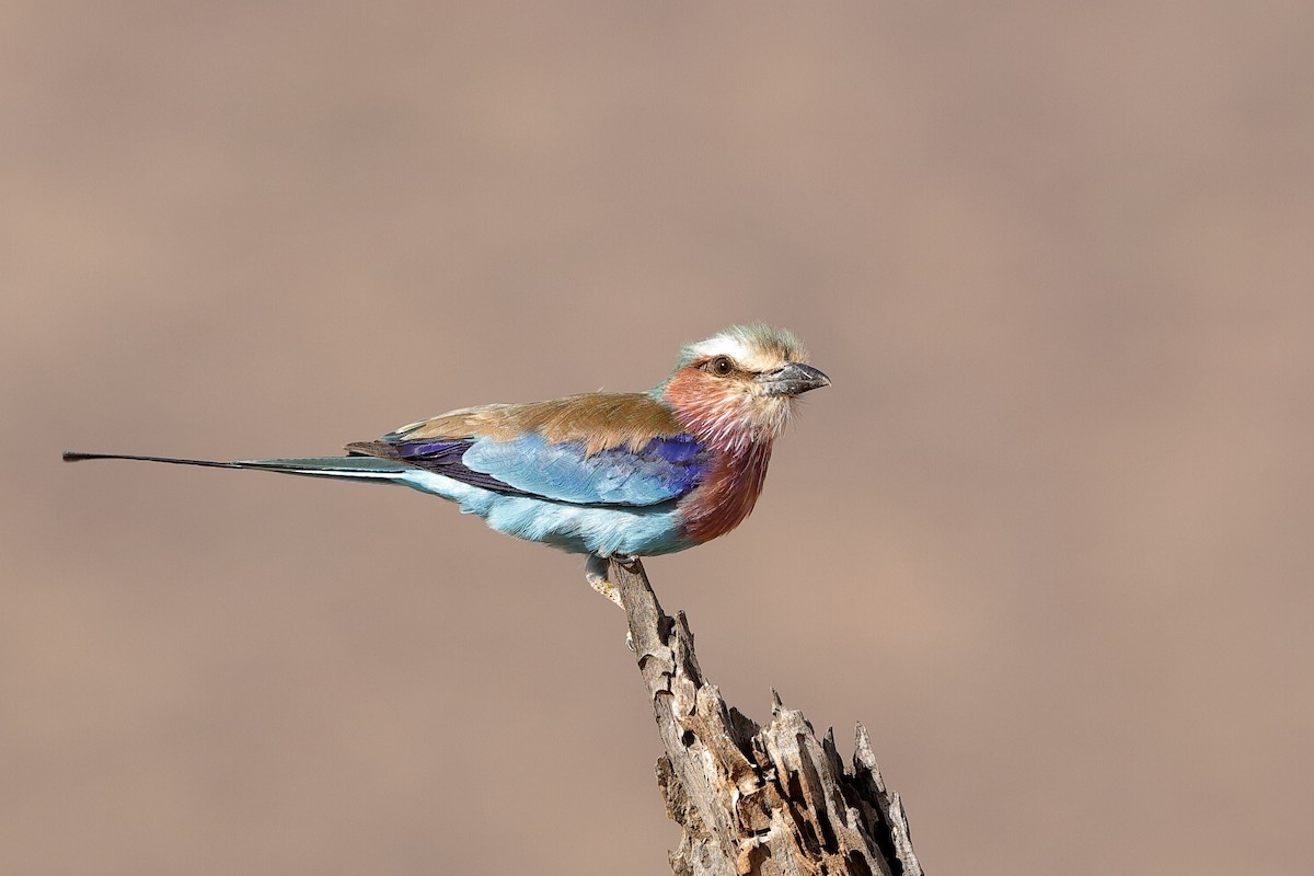 Lilac-breasted Roller - ML204253821