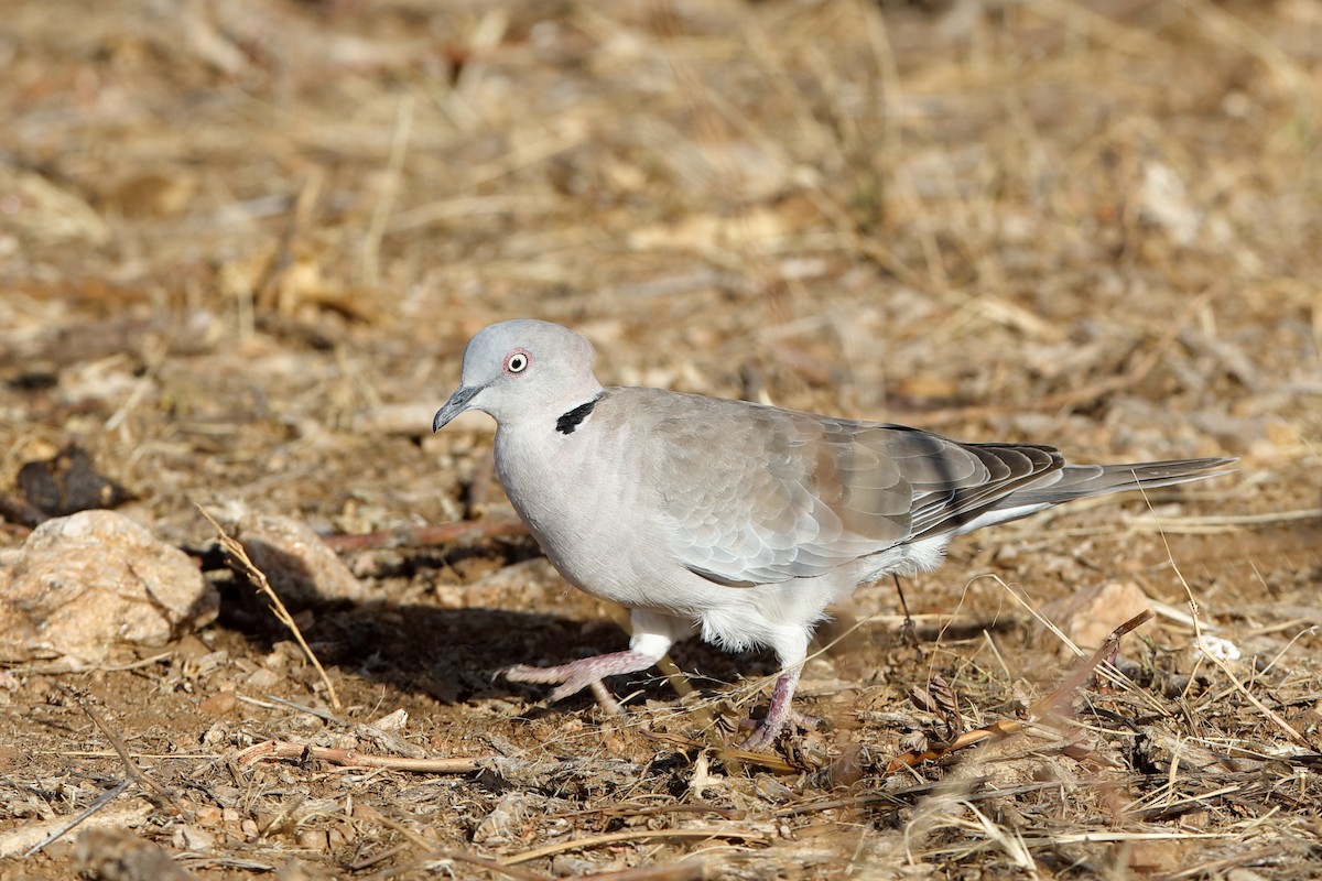 Mourning Collared-Dove - ML204253841