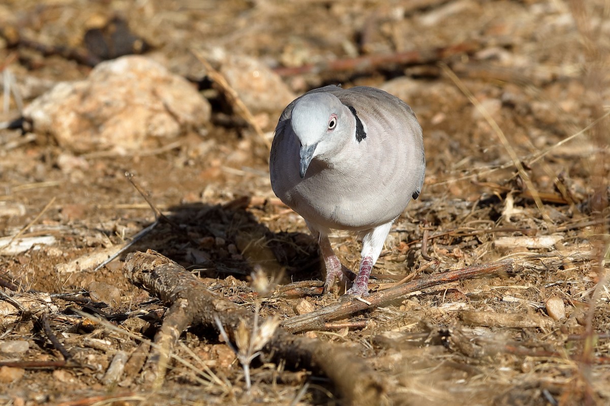 Mourning Collared-Dove - ML204253851