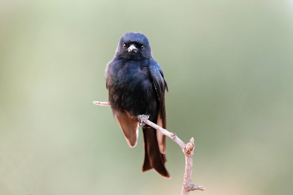 Fork-tailed Drongo - ML204253881