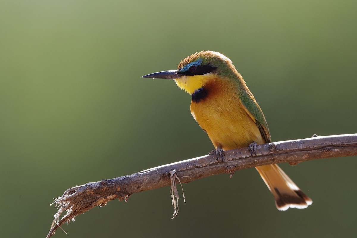 Little Bee-eater - Holger Teichmann