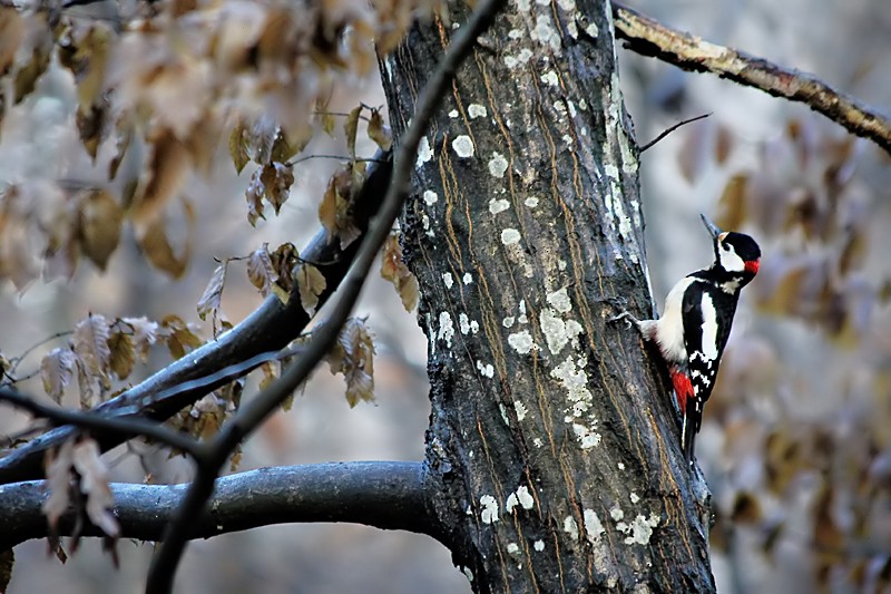 Great Spotted Woodpecker - ML204254361