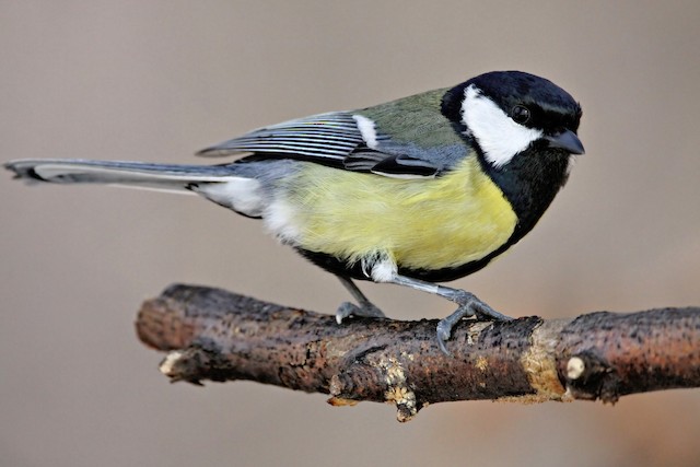 Definitive Basic Male Great Tit (subspecies <em class="SciName notranslate">major</em>). - Great Tit (Great) - 