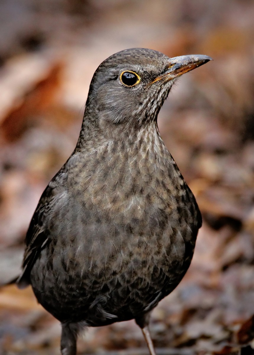 Eurasian Blackbird - Bojan Bencic