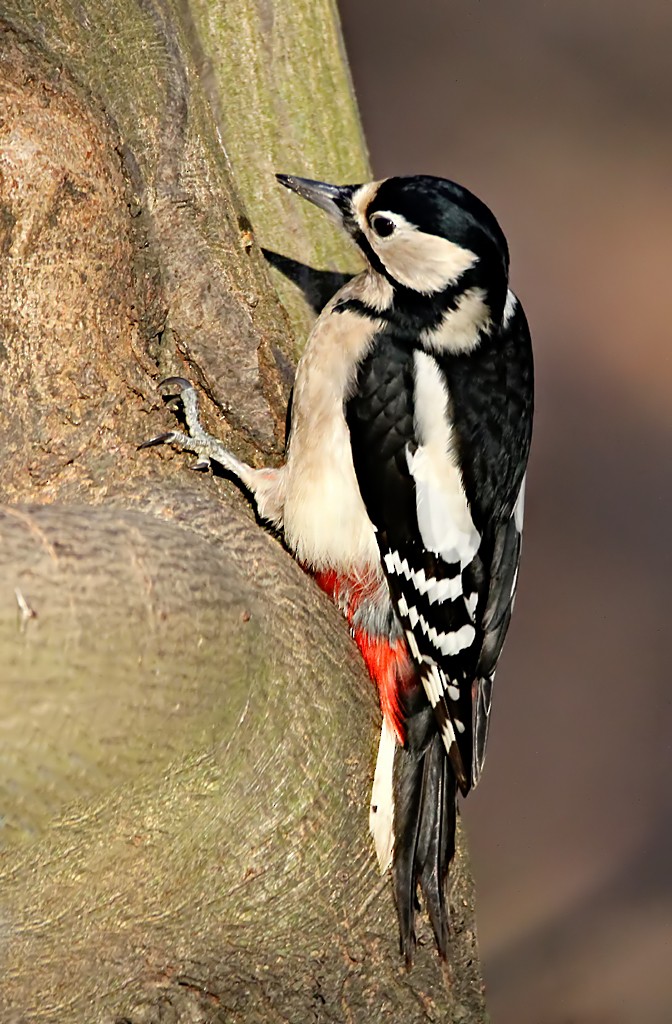 Great Spotted Woodpecker - Bojan Bencic