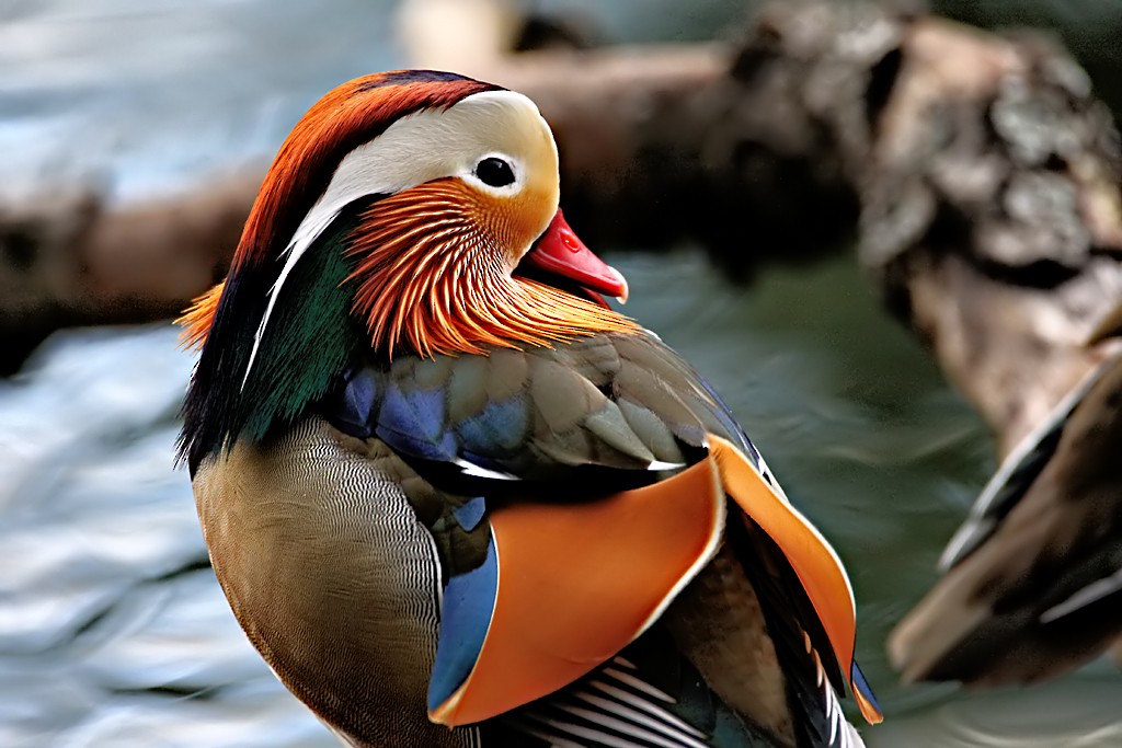 Mandarin Duck - Bojan Bencic