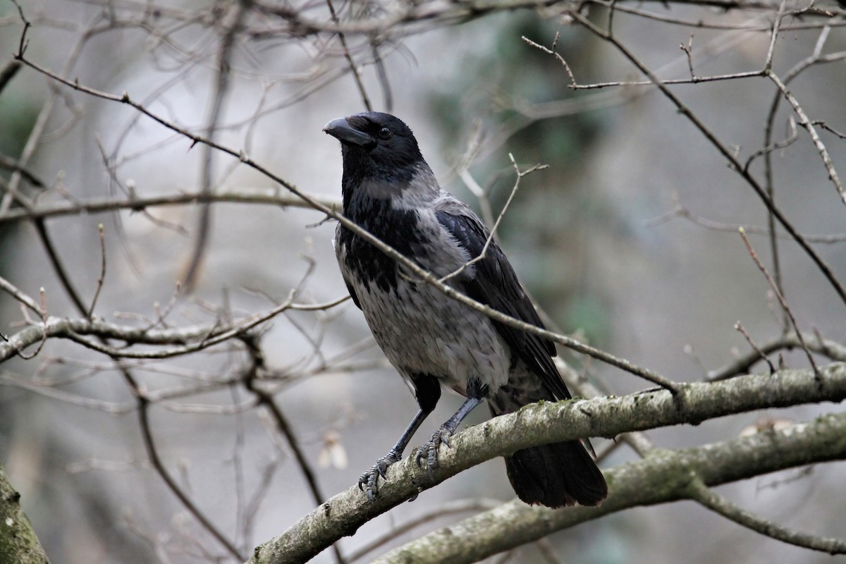 Carrion x Hooded Crow (hybrid) - Bojan Bencic