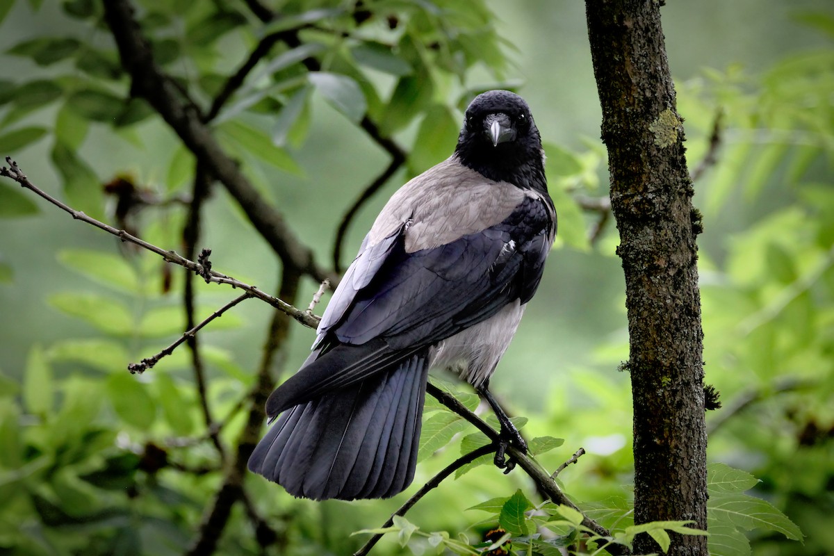 Hooded Crow - Bojan Bencic