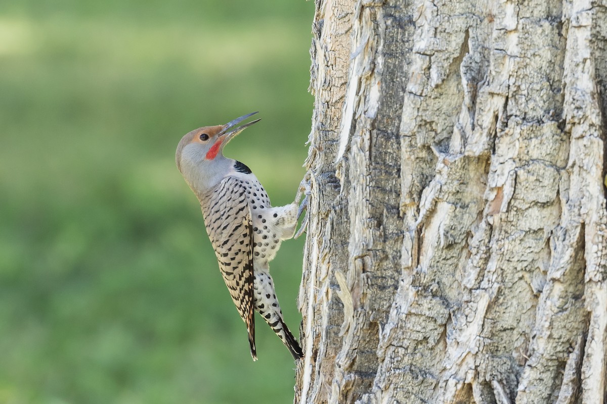 Northern Flicker (Red-shafted) - Frans Buiter