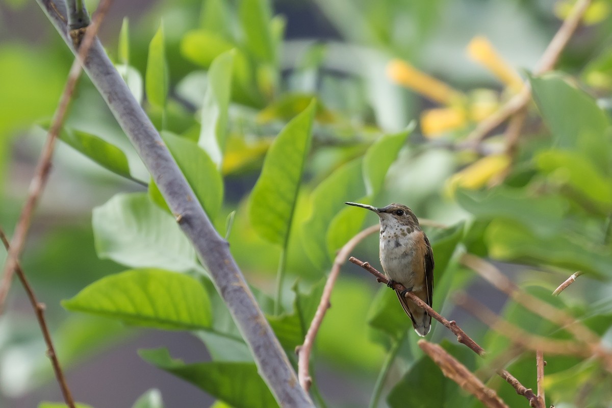 Rufous/Allen's Hummingbird - Frans Buiter