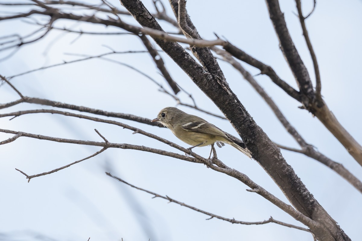 Hutton's Vireo - Frans Buiter