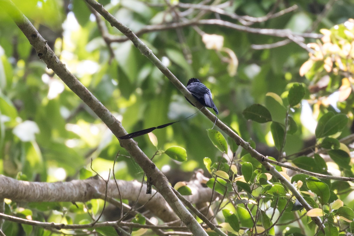 Lesser Racket-tailed Drongo - ML204255171