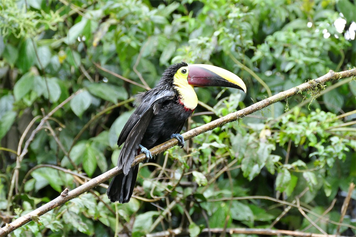 Toucan tocard (swainsonii) - ML204255341