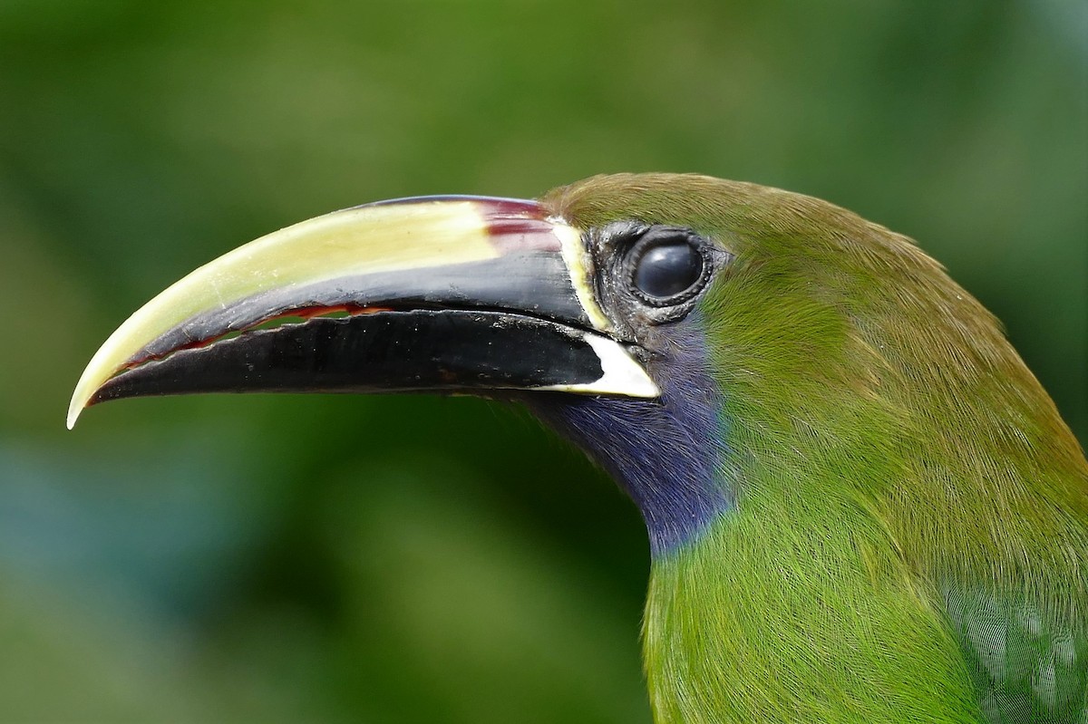 Northern Emerald-Toucanet (Blue-throated) - ML204255361
