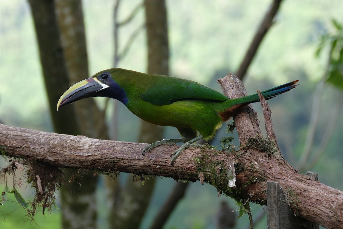 Northern Emerald-Toucanet (Blue-throated) - ML204255371