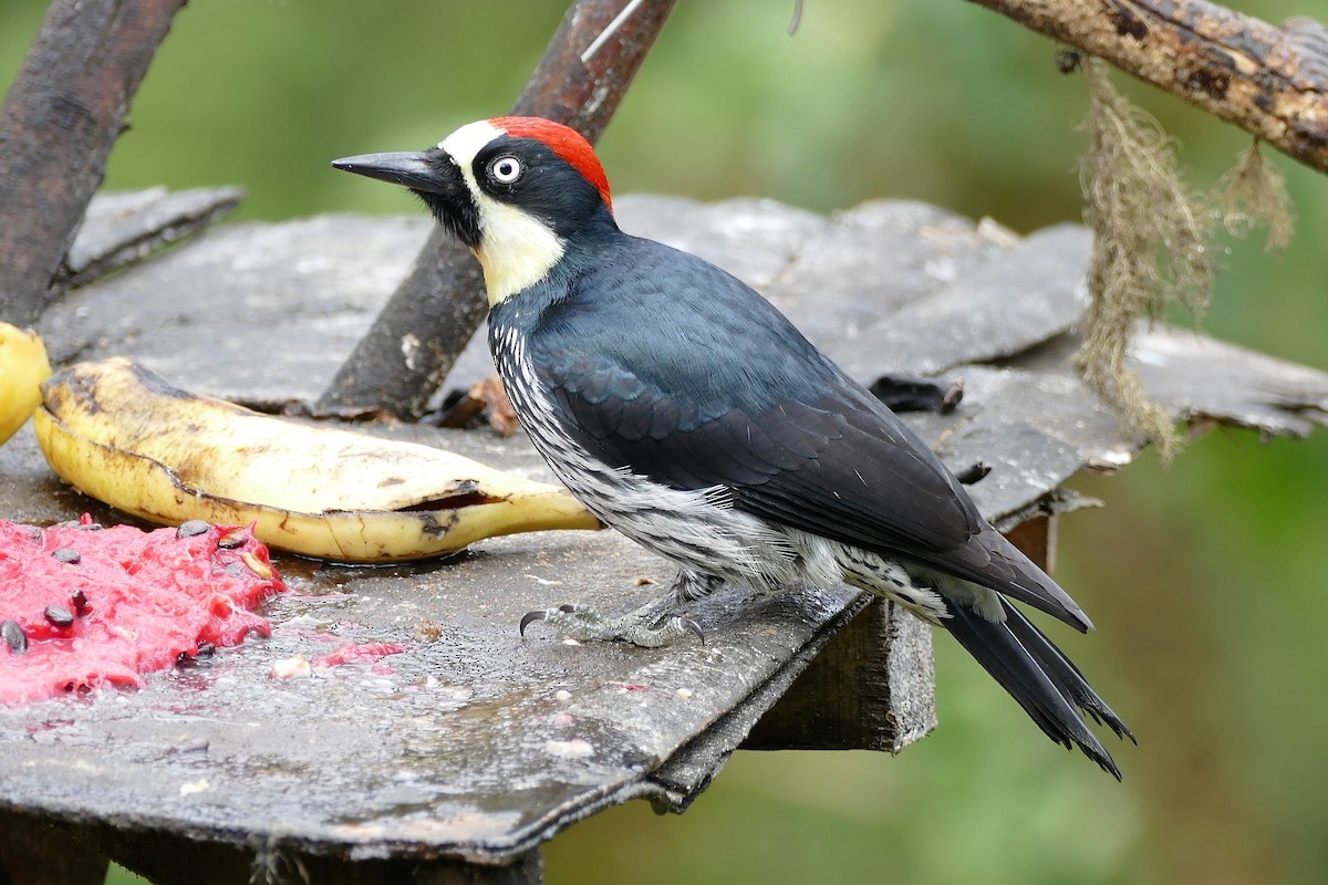 Acorn Woodpecker (Acorn) - Raymond Marsh