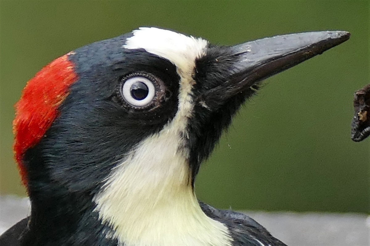 Acorn Woodpecker - Raymond Marsh