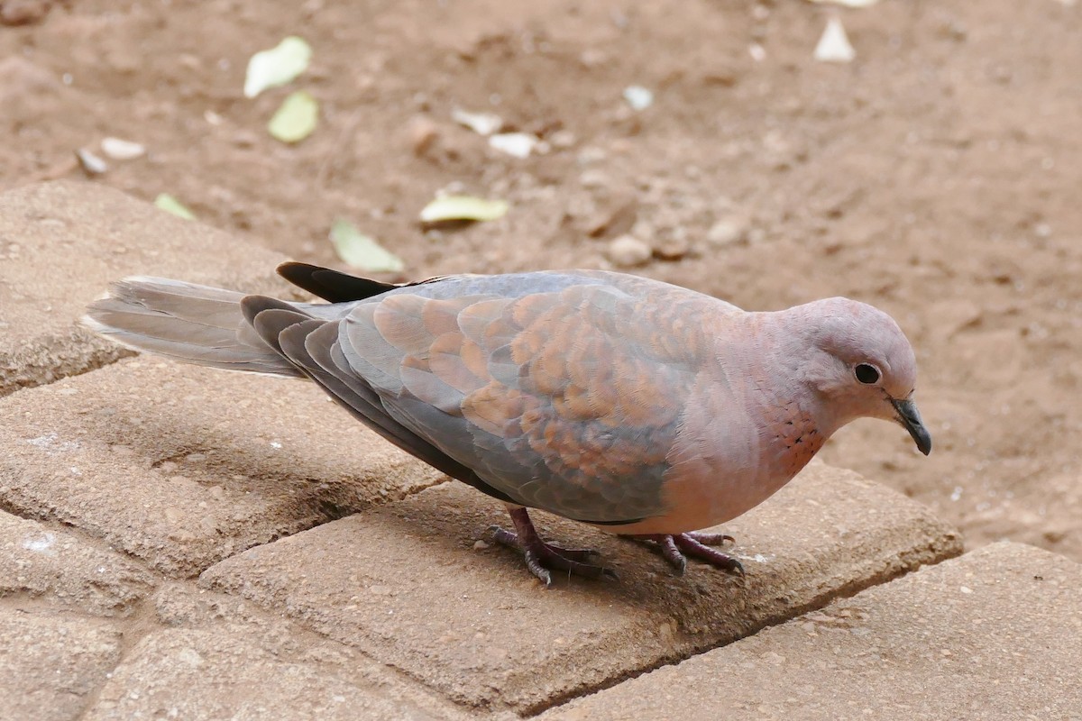 Laughing Dove - ML204255511