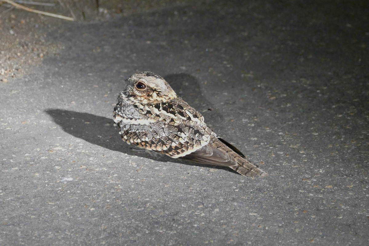 Square-tailed Nightjar - Raymond Marsh