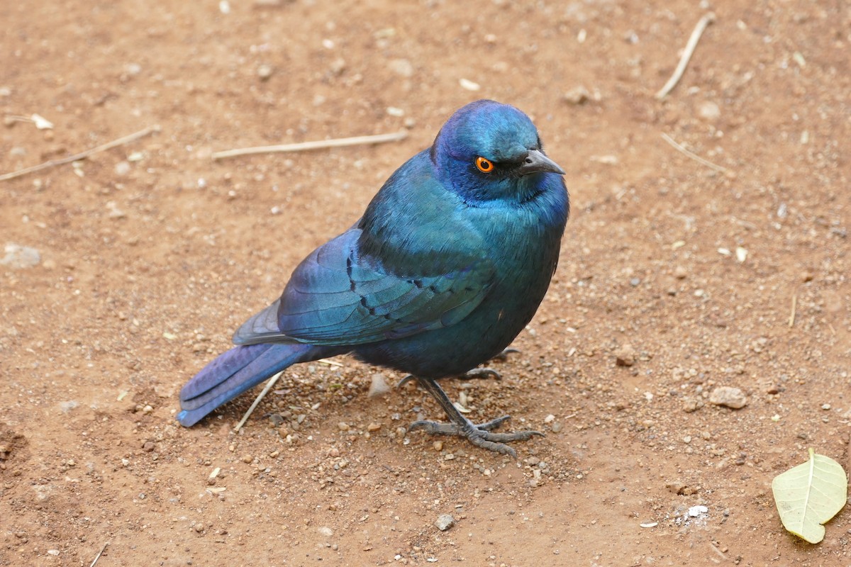 Greater Blue-eared Starling - Raymond Marsh