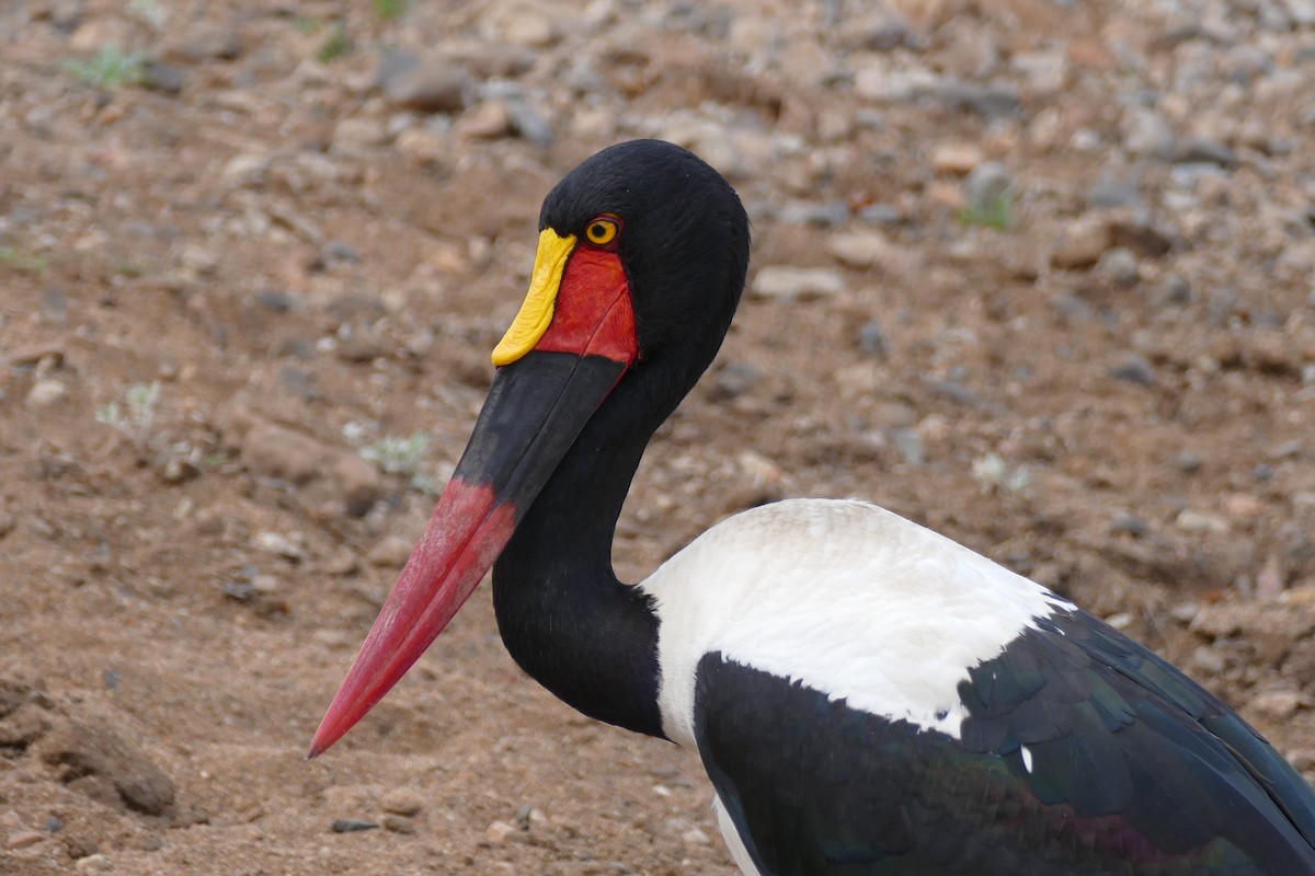 Saddle-billed Stork - Raymond Marsh