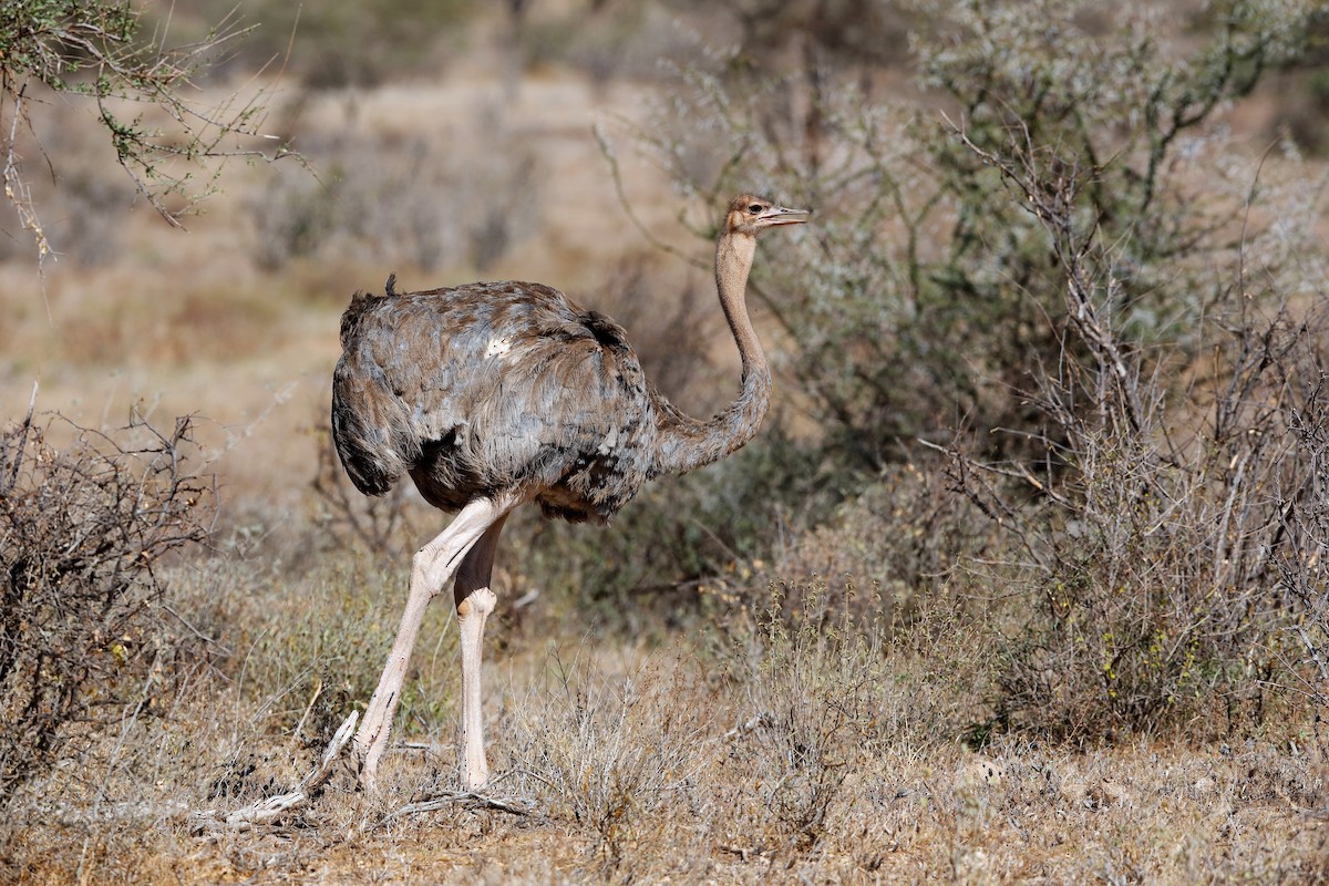Somali Ostrich - Holger Teichmann