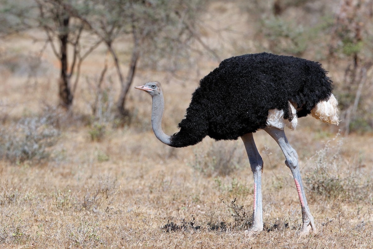 Сомалийский страус - ML204255831
