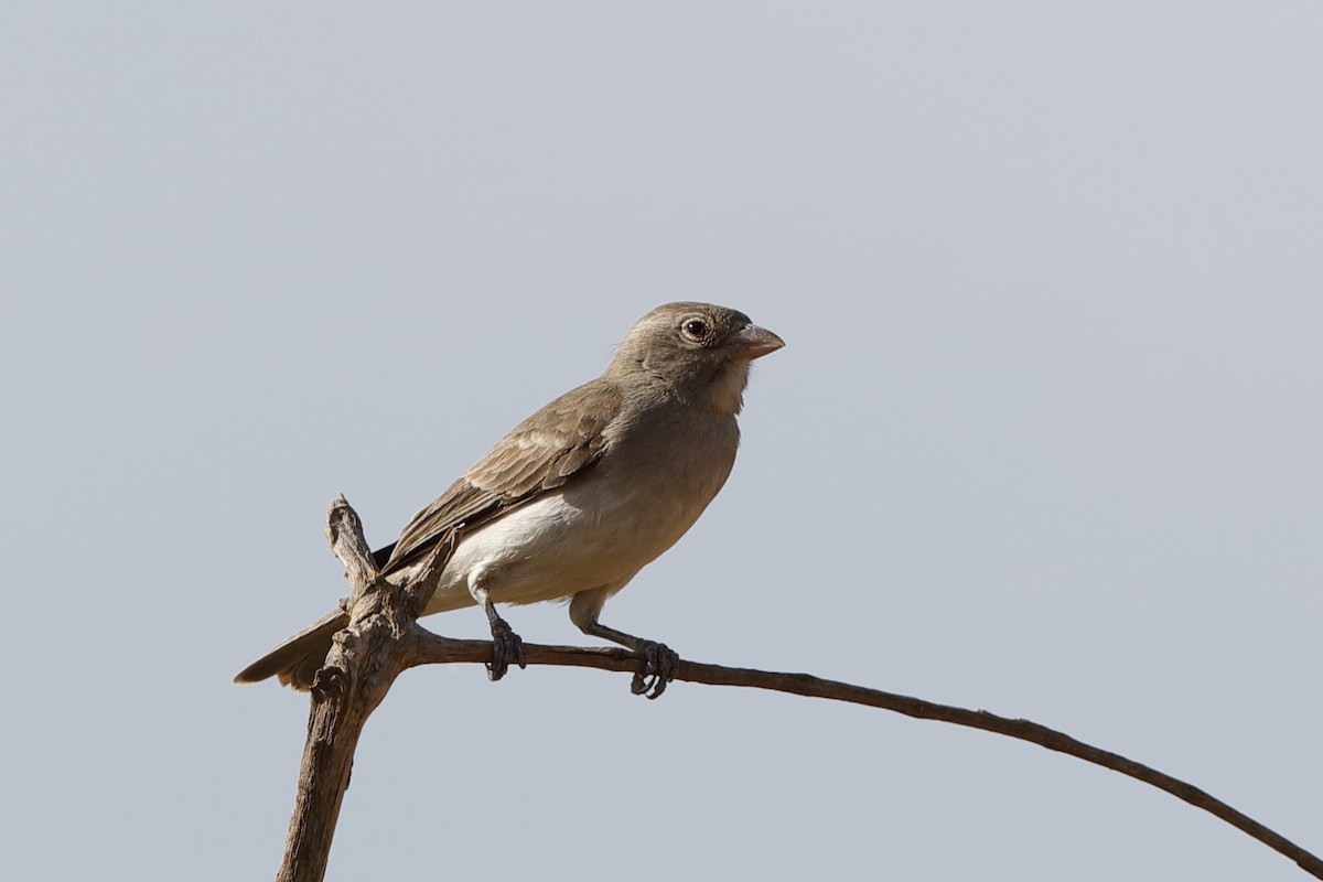 Yellow-spotted Bush Sparrow - ML204255861