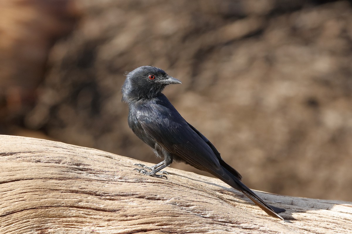 Fork-tailed Drongo (adsimilis Group) - ML204255871