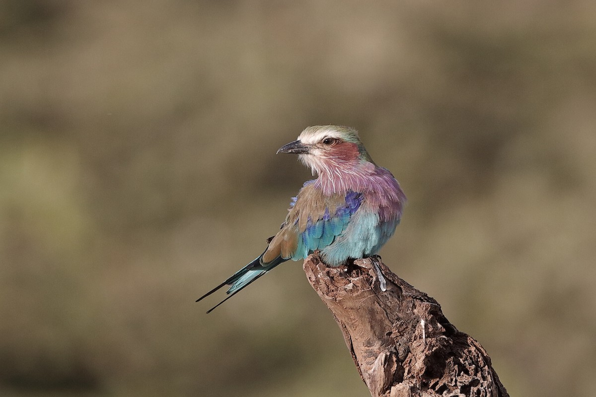 Lilac-breasted Roller - Holger Teichmann