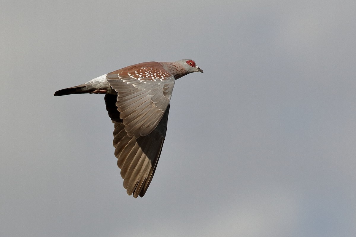Speckled Pigeon - Holger Teichmann