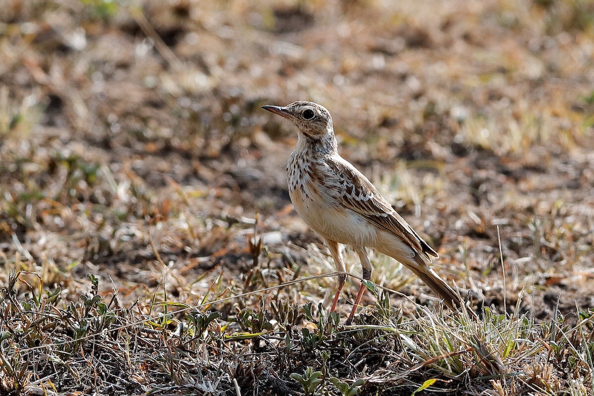 African Pipit (African) - ML204256281