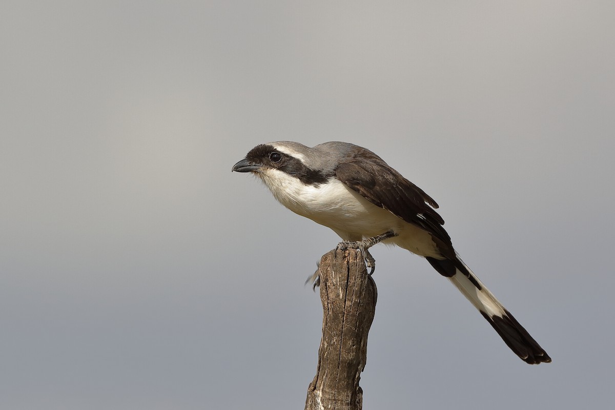 Gray-backed Fiscal - ML204256291