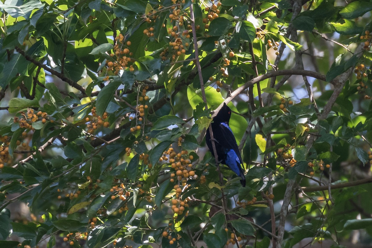 Asian Fairy-bluebird - Frans Buiter